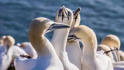 桑普多利亚举行球迷交流活动