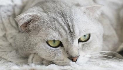 沃尔夫斯堡主场告捷，争冠希望渐增