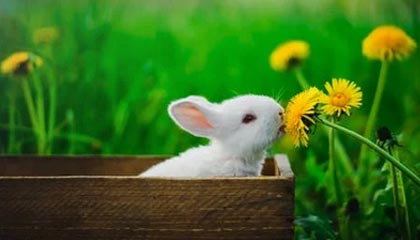 捷克对阵保加利亚：硬仗在即